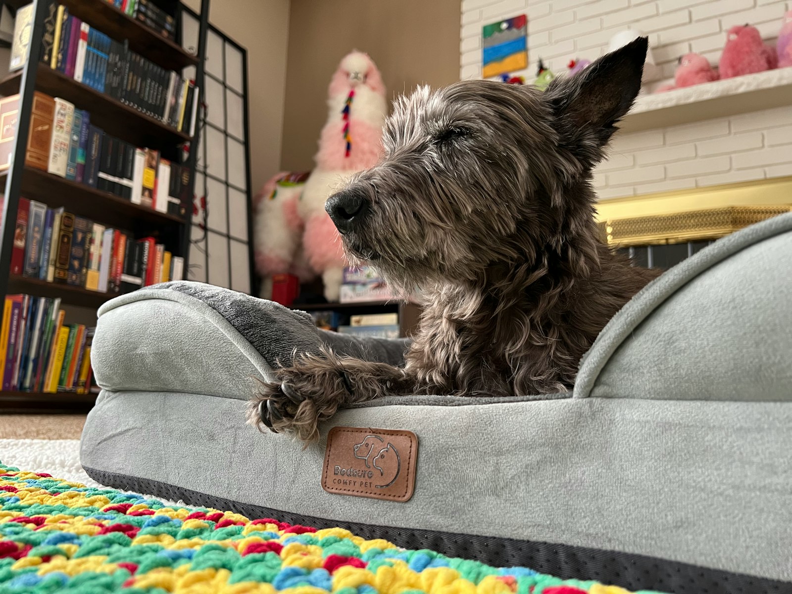Dog resting comfortably in its own bed while cleaners work in the home